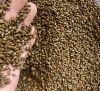 Cassia Seeds, Bulk Sup...