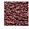 Cacoa beans