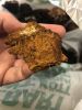 Chaga mushroom 