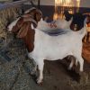 Pure Breed South African Alive Boer Goat , Kalahari Red Goat , Saanen Goat 