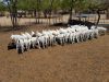 Pure Breed South African Alive Boer Goat , Kalahari Red Goat , Saanen Goat 