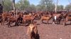 Pure Breed South African Alive Boer Goat , Kalahari Red Goat , Saanen Goat 