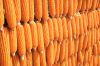 Yellow Maize