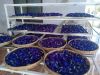 Dried Blue Butterfly Pea Powder Ms.Lucy +84 929 397 651