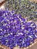 Dried Blue Butterfly Pea Powder Ms.Lucy +84 929 397 651