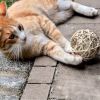 Rattan Ball Toy For Cat