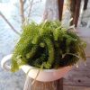 High Quality Fresh Sea Grapes - Sven + 84 966722357