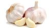 Garlic Clove