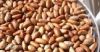 Bitter Kola Nuts