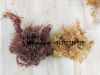 Dried SEA MOSS/ irish sea moss - Premium 100% Natural