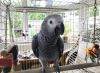 Talking African grey Parrots for sale