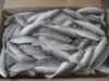 Frozen Mackerel Fish for Sale