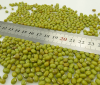 Green Mung Beans