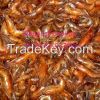 Crayfish
