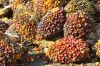 Palm Kernels Oil