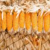 Yellow Corn For Human ...