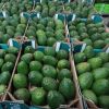 African Fresh Green Avocado