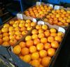 Fresh Valencia Oranges