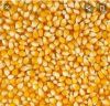 DRY YELLO CORN