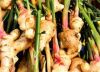 Alpha Fresh Ginger