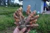 Fresh Turmeric ( High ...