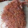 Dried Sargassum Seawee...