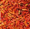 Dry Chilli Pepper