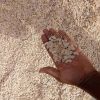 Melon seeds (egusi)