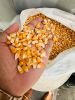 cashew kernels