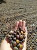 Robusta Dampit Coffee ...