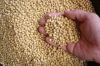 Dry Agro Grain Products e.g Sorghum, Corn(Yellow & White), Wheat, Barley, Millet