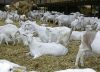 white saanen goats for...