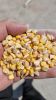 Yellow Corn 13.9-14.1%...