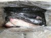 Frozen catfish 