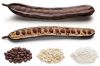 Carob Seed