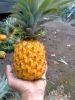 Fresh Pineapple