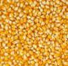 Yello Maize