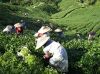 Tea & Indonesian Tea