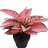 AGLONEMA PINK RUBY (Li...