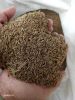 caraway for export