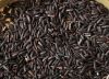 BLACK HEALTHY RICE/ WHATSAPP: +84352310575