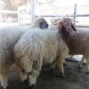 Dorper Sheep