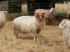 Dorper Sheep