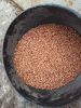 Red sorghum