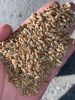 Milling wheat 11.5% Ukraine origin containers shipment