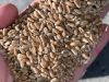 Feed wheat Ukraine origin