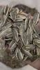 Sunflower seeds type 361 Ukraine origin