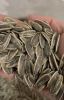 Sunflower seeds type 361 Ukraine origin