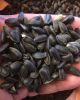 Sunflower seeds for confectionary LAKOMKA