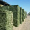 Alfafa Hay Animal Feeding Stuff Alfalfa, hay/alfalfa hay pellets Timothy Hay/ Alfafa in Bales Best Super Top Quality